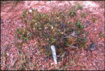 entomosporium2
